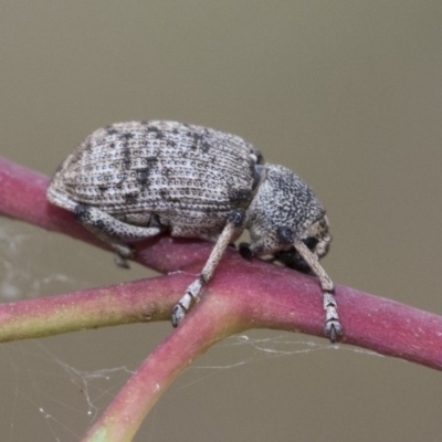 Rhinaria sp. (genus) (Unidentified Rhinaria weevil) at Higgins, ACT - 19 Dec 2020 by AlisonMilton