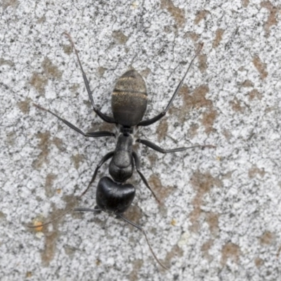 Camponotus aeneopilosus (A Golden-tailed sugar ant) at Higgins, ACT - 18 Dec 2020 by AlisonMilton