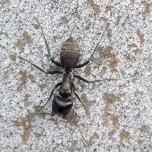 Camponotus aeneopilosus at Higgins, ACT - 19 Dec 2020