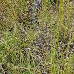 Tiliqua scincoides scincoides (Eastern Blue-tongue) at Bass Gardens Park, Griffith - 19 Dec 2020 by SRoss