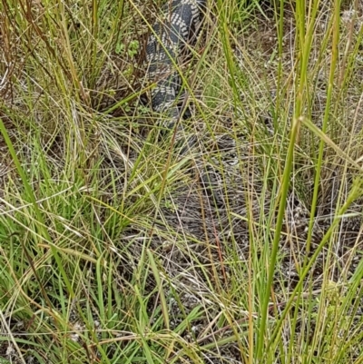 Tiliqua scincoides scincoides (Eastern Blue-tongue) at Bass Gardens Park, Griffith - 19 Dec 2020 by SRoss