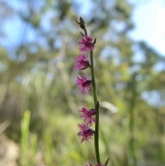 Gonocarpus tetragynus (Common Raspwort) at Yass River, NSW - 18 Dec 2020 by SenexRugosus