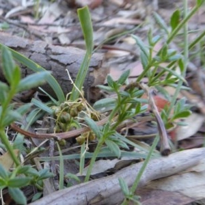 Gonocarpus tetragynus at Yass River, NSW - 18 Dec 2020