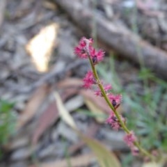 Gonocarpus tetragynus at Yass River, NSW - 18 Dec 2020