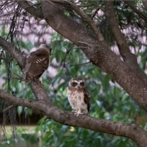 Ninox boobook at Holt, ACT - 14 Dec 2020 07:25 PM