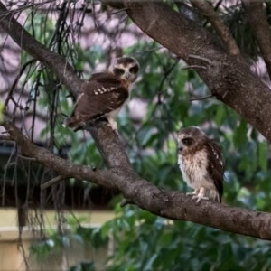 Ninox boobook at Holt, ACT - 14 Dec 2020 07:25 PM