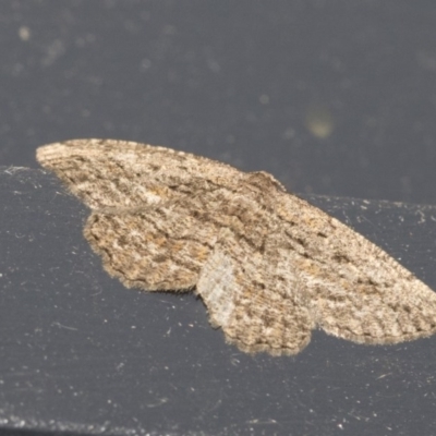 Ectropis (genus) (An engrailed moth) at Higgins, ACT - 18 Dec 2020 by AlisonMilton