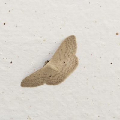 Scopula optivata (Varied Wave) at Higgins, ACT - 18 Dec 2020 by AlisonMilton