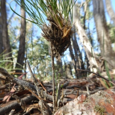 Unidentified Grass at Yass River, NSW - 18 Dec 2020 by SenexRugosus