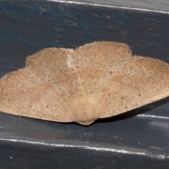 Casbia (genus) (A Geometer moth) at Higgins, ACT - 18 Dec 2020 by AlisonMilton