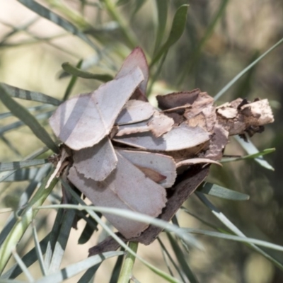 Hyalarcta huebneri (Leafy Case Moth) at Acton, ACT - 18 Dec 2020 by AlisonMilton