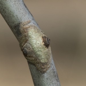 Dolophones sp. (genus) at Acton, ACT - 18 Dec 2020