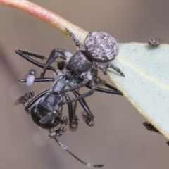 Milichiidae (family) (Freeloader fly) at Acton, ACT - 18 Dec 2020 by AlisonMilton