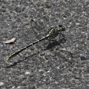 Austrogomphus guerini at Paddys River, ACT - 19 Dec 2020 12:30 PM