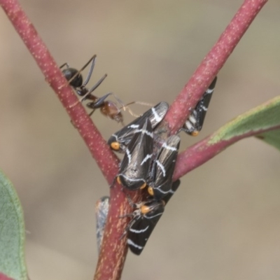 Eurymeloides bicincta (Gumtree hopper) at Acton, ACT - 17 Dec 2020 by AlisonMilton