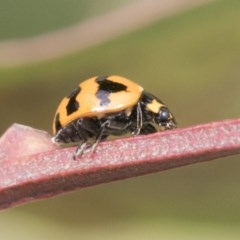 Coccinella transversalis (Transverse Ladybird) at Acton, ACT - 17 Dec 2020 by AlisonMilton