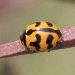 Coccinella transversalis at Acton, ACT - 18 Dec 2020