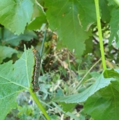 Phalaenoides glycinae (Grapevine Moth) at Kaleen, ACT - 30 Nov 2020 by Rixon