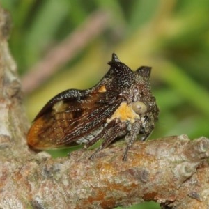 Pogonella minutus at Acton, ACT - 18 Dec 2020