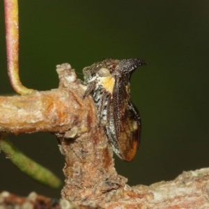 Pogonella minutus at Acton, ACT - 18 Dec 2020