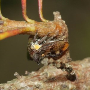 Pogonella minutus at Acton, ACT - 18 Dec 2020