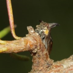 Pogonella minutus at Acton, ACT - 18 Dec 2020