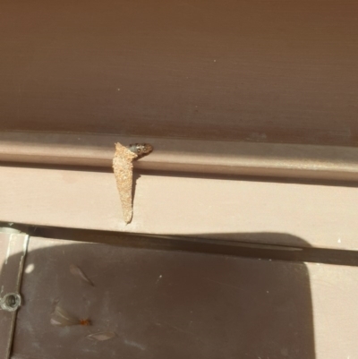 Conoeca or Lepidoscia (genera) IMMATURE (Unidentified Cone Case Moth larva, pupa, or case) at Kaleen, ACT - 30 Nov 2020 by Rixon