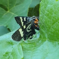 Phalaenoides glycinae (Grapevine Moth) at Kaleen, ACT - 22 Nov 2020 by Rixon