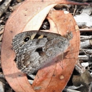 Geitoneura klugii at Coree, ACT - 17 Dec 2020