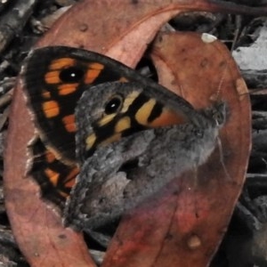 Geitoneura klugii at Coree, ACT - 17 Dec 2020