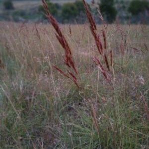 Sorghum leiocladum at Paddys River, ACT - 19 Dec 2020 08:24 PM