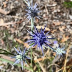 Eryngium ovinum (Blue Devil) at Aranda, ACT - 19 Dec 2020 by KMcCue