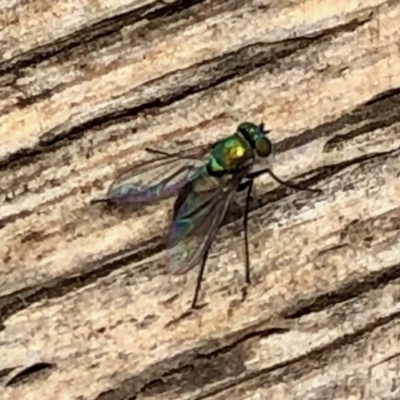 Dolichopodidae (family) (Unidentified Long-legged fly) at Aranda, ACT - 19 Dec 2020 by KMcCue