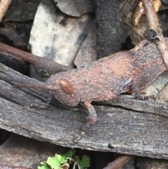 Goniaea opomaloides (Mimetic Gumleaf Grasshopper) at Downer, ACT - 17 Dec 2020 by Tapirlord