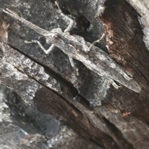 Coryphistes ruricola at Downer, ACT - 17 Dec 2020