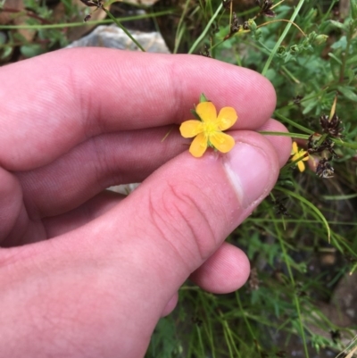 Hypericum gramineum (Small St Johns Wort) at Black Mountain - 17 Dec 2020 by Tapirlord