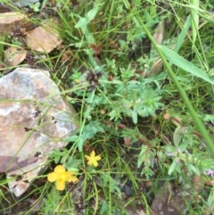 Hypericum gramineum at Downer, ACT - 17 Dec 2020 11:19 AM