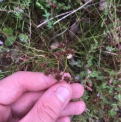 Juncus planifolius (Broad-leaved Rush) at Bruce, ACT - 17 Dec 2020 by Tapirlord