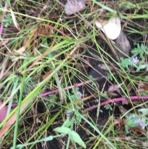 Juncus planifolius at Bruce, ACT - 17 Dec 2020 11:19 AM