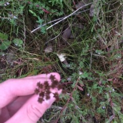 Juncus planifolius at Bruce, ACT - 17 Dec 2020 11:19 AM