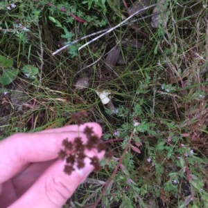 Juncus planifolius at Bruce, ACT - 17 Dec 2020