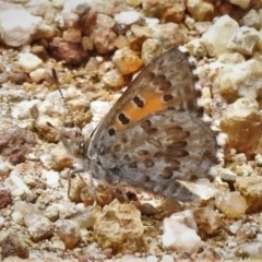 Lucia limbaria (Chequered Copper) at Coree, ACT - 17 Dec 2020 by JohnBundock