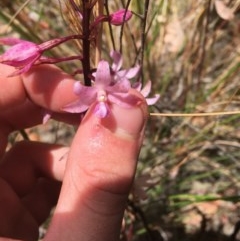 Dipodium roseum (Rosy Hyacinth Orchid) at Aranda Bushland - 17 Dec 2020 by Tapirlord