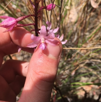 Dipodium roseum (Rosy Hyacinth Orchid) at Aranda, ACT - 17 Dec 2020 by Tapirlord