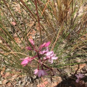 Dipodium roseum at Aranda, ACT - suppressed