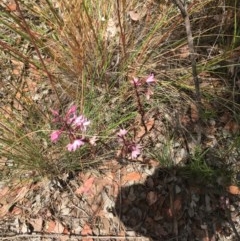 Dipodium roseum at Aranda, ACT - suppressed