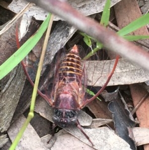 Pauropsalta mneme at Holt, ACT - 17 Dec 2020 12:49 PM