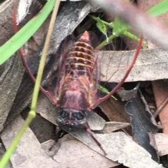 Pauropsalta mneme at Holt, ACT - 17 Dec 2020 12:49 PM