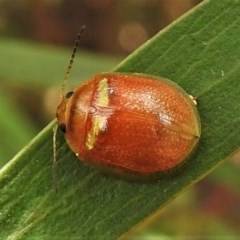 Paropsisterna sp. (genus) (A leaf beetle) at Kambah Pool - 16 Dec 2020 by JohnBundock