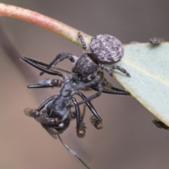 Cymbacha ocellata at Acton, ACT - 18 Dec 2020 09:43 AM